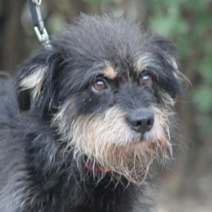 Bild 14: 	 Picknick ist ein lernfähiger und williger Hund, der anfangs große Schwierigkeiten hatte, Menschen zu vertrauen.