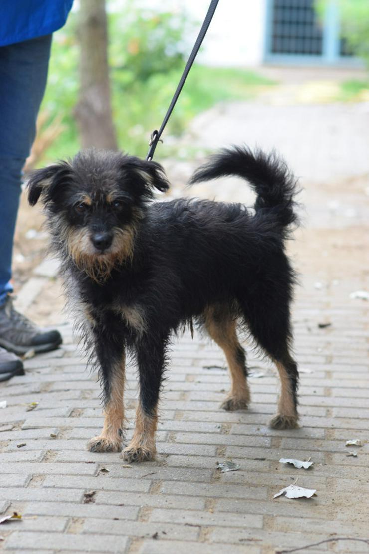 Bild 8: 	 Picknick ist ein lernfähiger und williger Hund, der anfangs große Schwierigkeiten hatte, Menschen zu vertrauen.