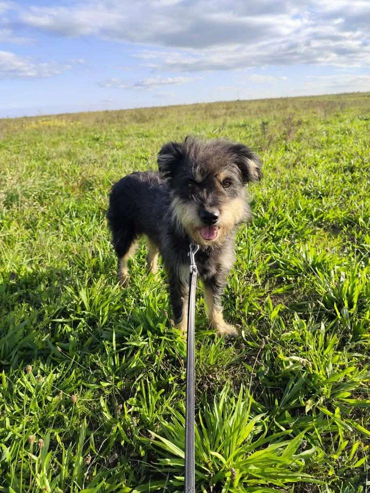 	 Picknick ist ein lernfähiger und williger Hund, der anfangs große Schwierigkeiten hatte, Menschen zu vertrauen.