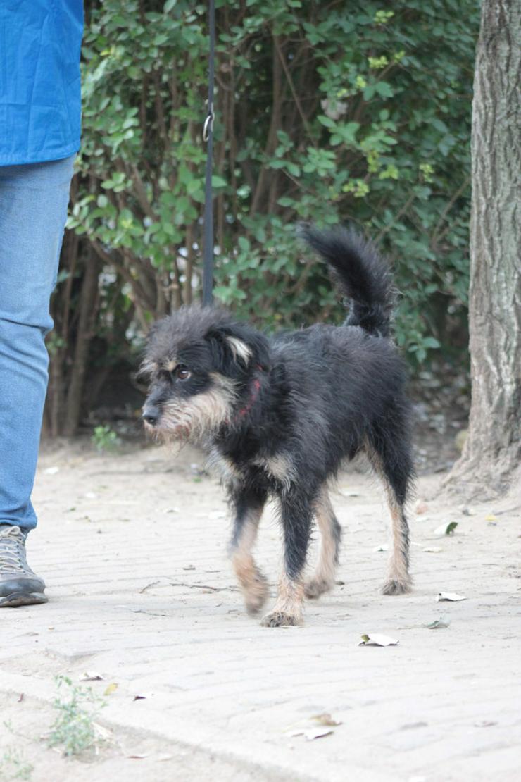 Bild 12: 	 Picknick ist ein lernfähiger und williger Hund, der anfangs große Schwierigkeiten hatte, Menschen zu vertrauen.