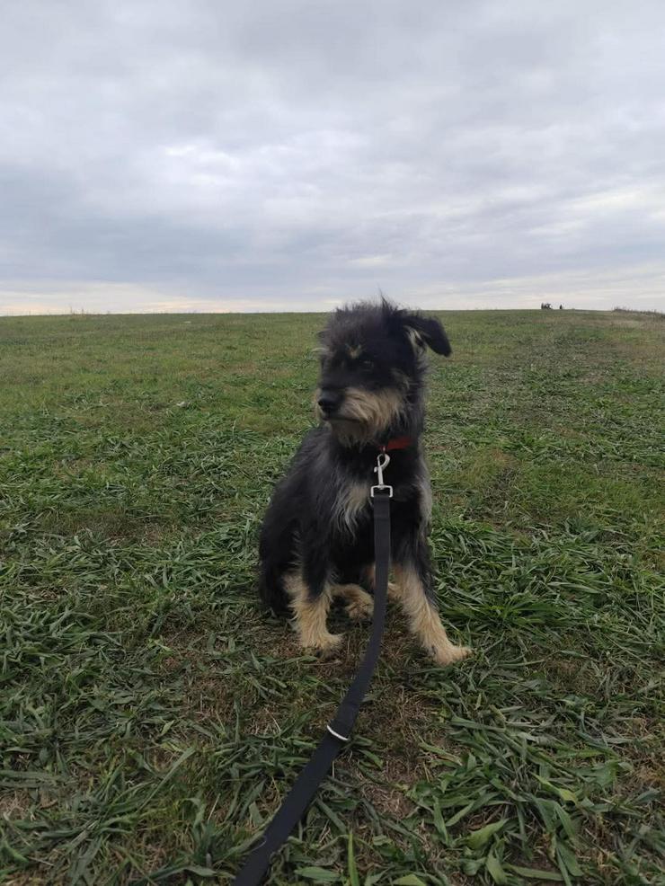 Bild 3: 	 Picknick ist ein lernfähiger und williger Hund, der anfangs große Schwierigkeiten hatte, Menschen zu vertrauen.