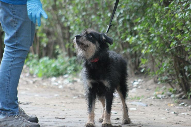 Bild 13: 	 Picknick ist ein lernfähiger und williger Hund, der anfangs große Schwierigkeiten hatte, Menschen zu vertrauen.