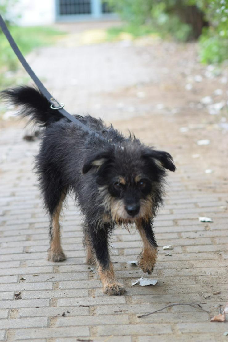 Bild 11: 	 Picknick ist ein lernfähiger und williger Hund, der anfangs große Schwierigkeiten hatte, Menschen zu vertrauen.