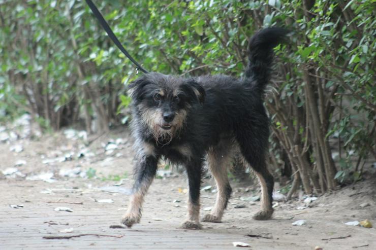 Bild 9: 	 Picknick ist ein lernfähiger und williger Hund, der anfangs große Schwierigkeiten hatte, Menschen zu vertrauen.