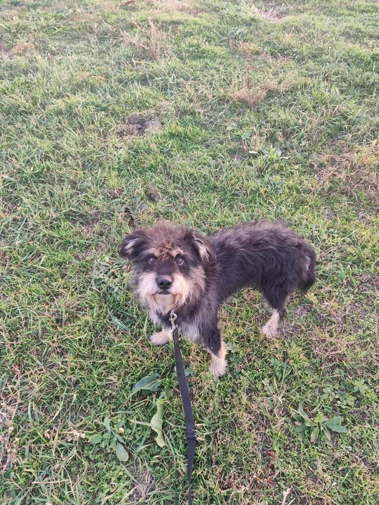 Bild 6: 	 Picknick ist ein lernfähiger und williger Hund, der anfangs große Schwierigkeiten hatte, Menschen zu vertrauen.