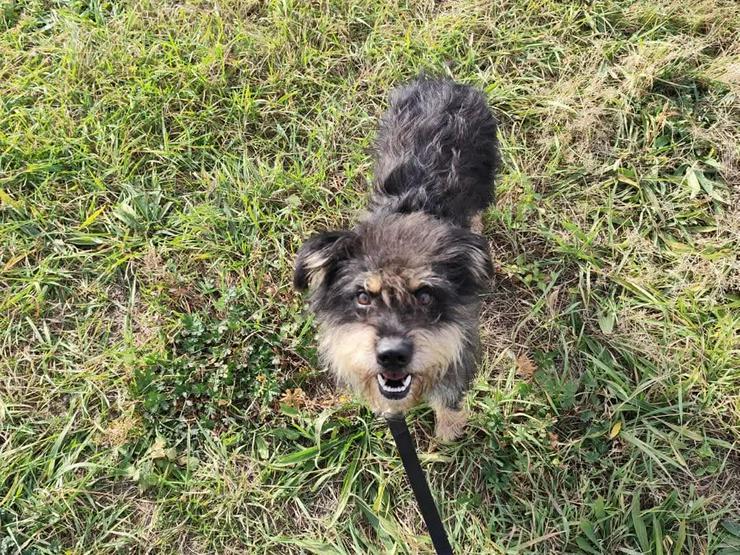 Bild 5: 	 Picknick ist ein lernfähiger und williger Hund, der anfangs große Schwierigkeiten hatte, Menschen zu vertrauen.