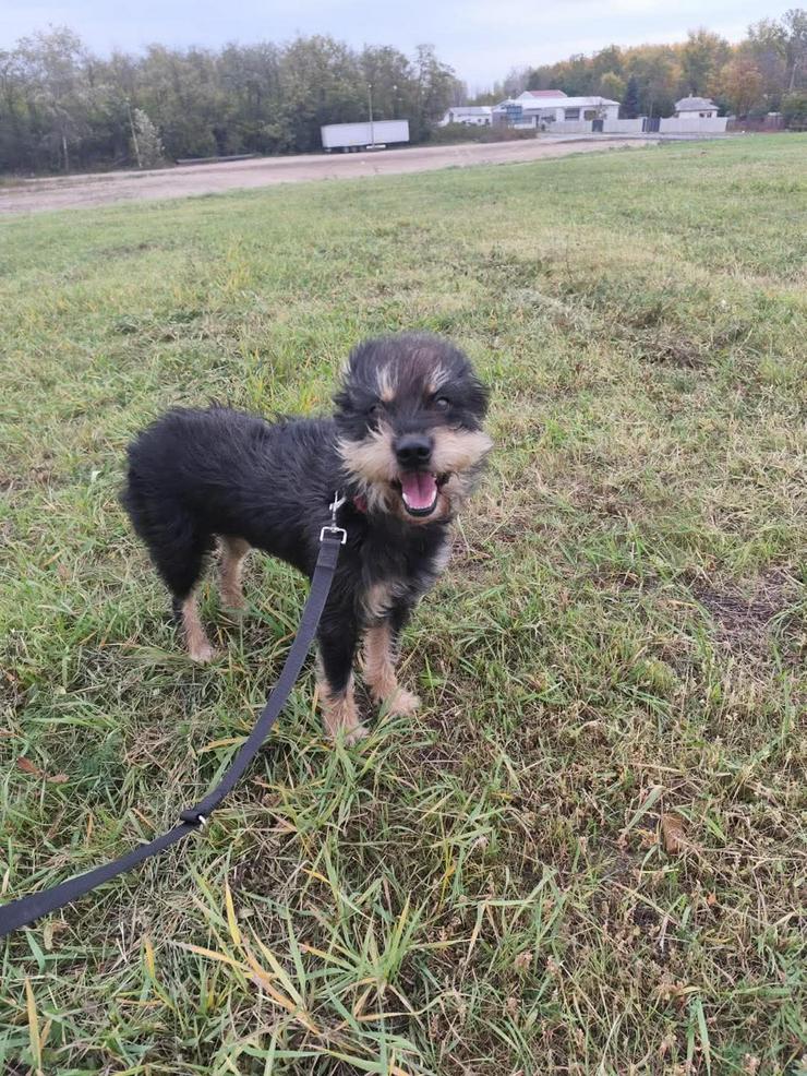 Bild 4: 	 Picknick ist ein lernfähiger und williger Hund, der anfangs große Schwierigkeiten hatte, Menschen zu vertrauen.
