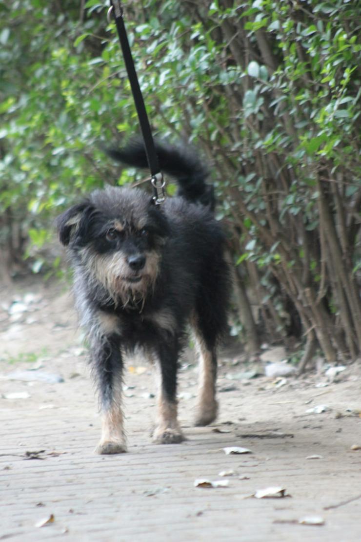 Bild 10: 	 Picknick ist ein lernfähiger und williger Hund, der anfangs große Schwierigkeiten hatte, Menschen zu vertrauen.