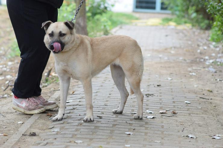 Bild 7: Lisa ist eine nette, große Hündin, die ein schönes und geduldiges Zuhause sucht.