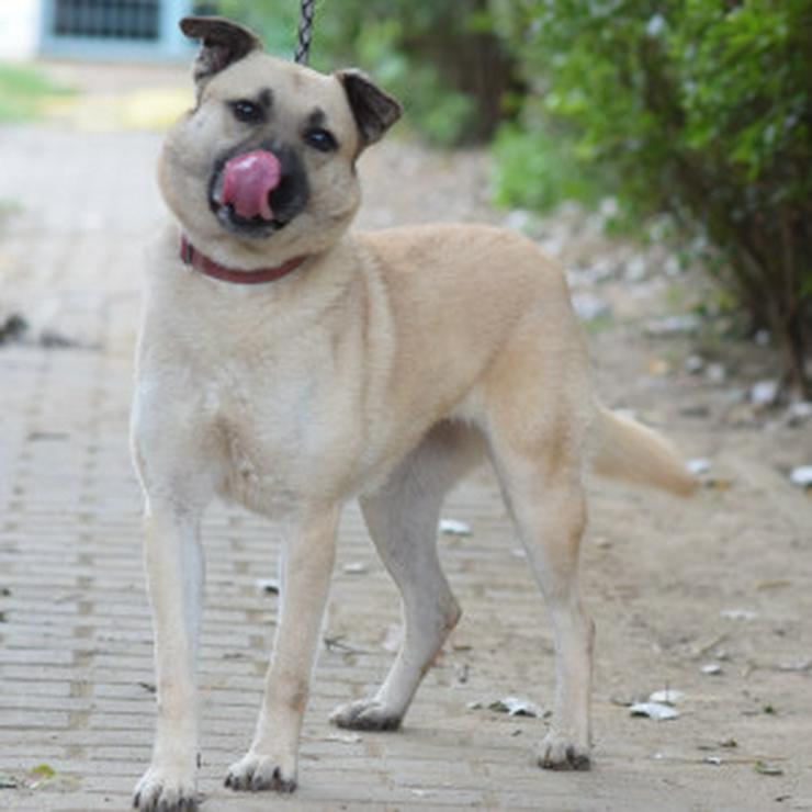 Bild 14: Lisa ist eine nette, große Hündin, die ein schönes und geduldiges Zuhause sucht.