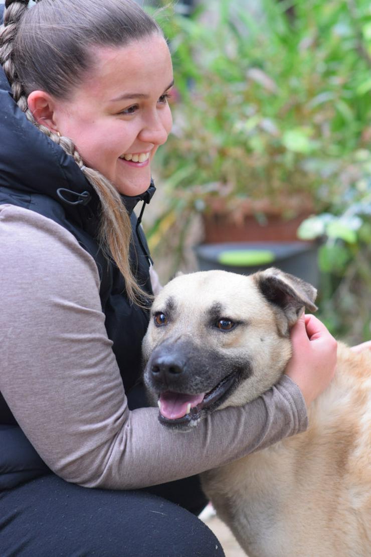 Bild 12: Lisa ist eine nette, große Hündin, die ein schönes und geduldiges Zuhause sucht.