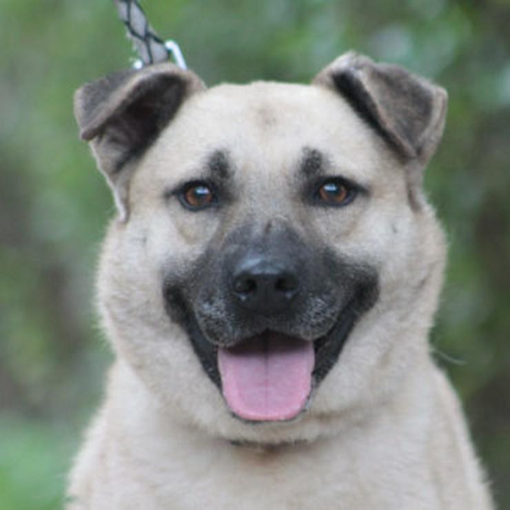 Bild 13: Lisa ist eine nette, große Hündin, die ein schönes und geduldiges Zuhause sucht.