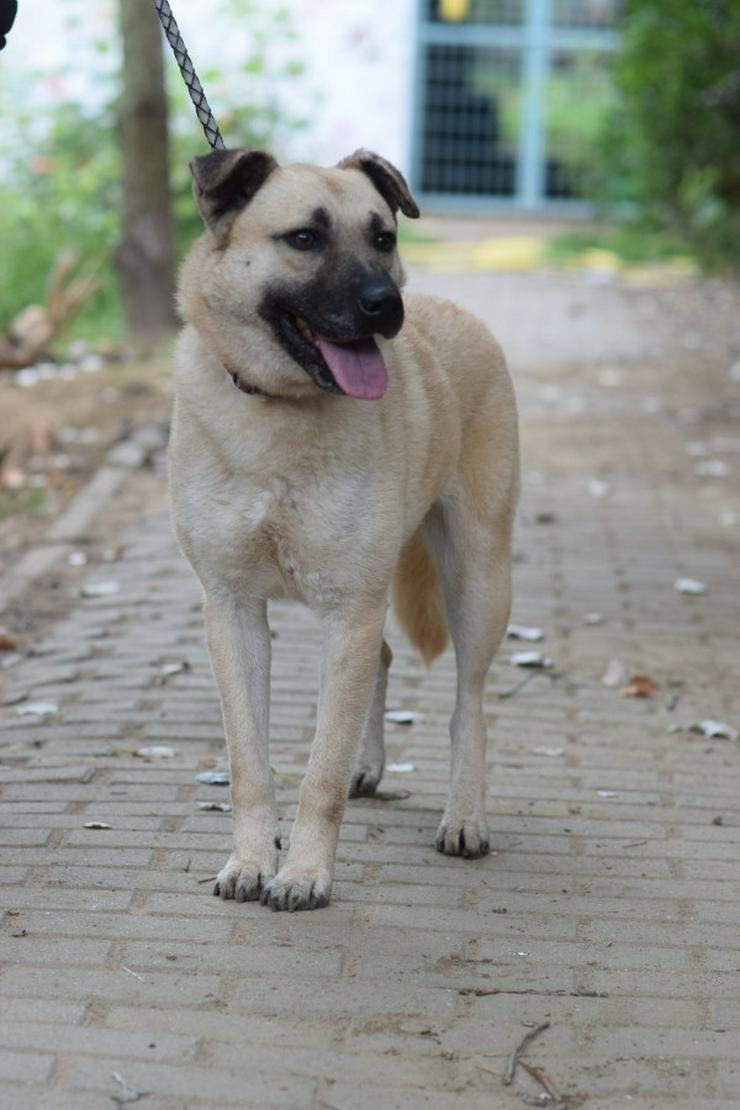 Bild 5: Lisa ist eine nette, große Hündin, die ein schönes und geduldiges Zuhause sucht.