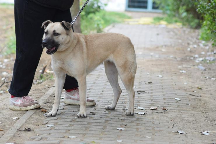 Bild 6: Lisa ist eine nette, große Hündin, die ein schönes und geduldiges Zuhause sucht.