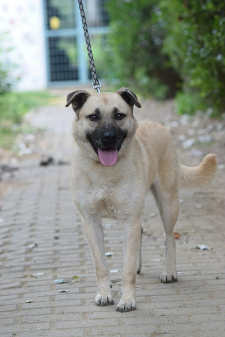 Bild 4: Lisa ist eine nette, große Hündin, die ein schönes und geduldiges Zuhause sucht.