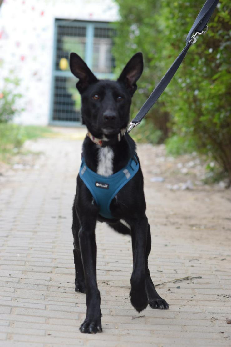 Bild 6: Lindor, eine charmante Labrador-Mix-Hündin, ist auf der Suche nach einem liebevollen Zuhause.