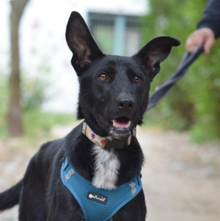 Bild 12: Lindor, eine charmante Labrador-Mix-Hündin, ist auf der Suche nach einem liebevollen Zuhause.