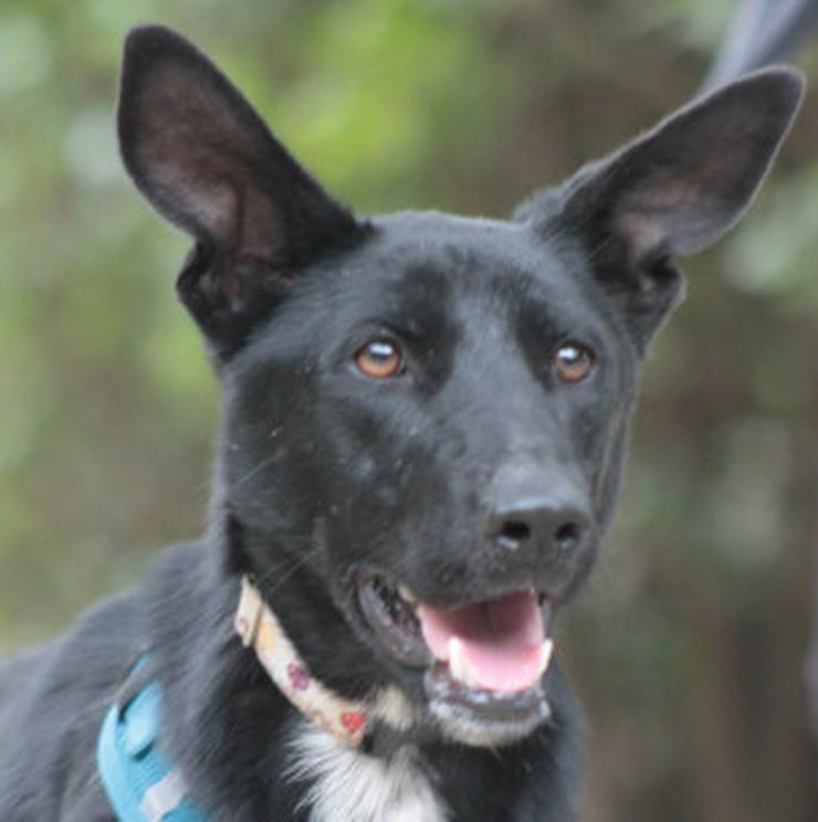 Bild 11: Lindor, eine charmante Labrador-Mix-Hündin, ist auf der Suche nach einem liebevollen Zuhause.