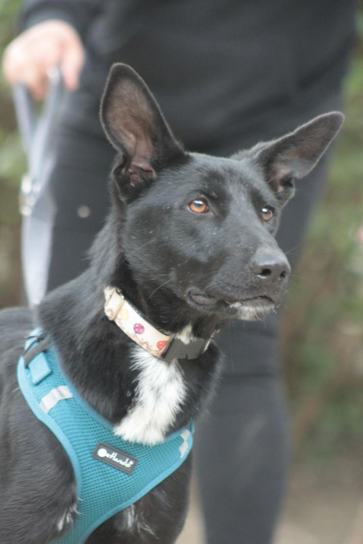 Bild 2: Lindor, eine charmante Labrador-Mix-Hündin, ist auf der Suche nach einem liebevollen Zuhause.