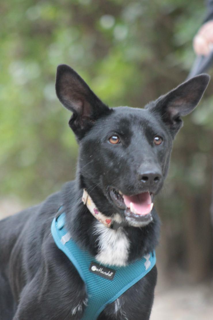 Lindor, eine charmante Labrador-Mix-Hündin, ist auf der Suche nach einem liebevollen Zuhause.