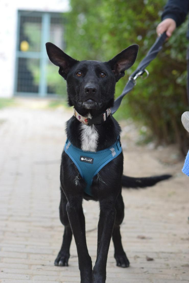 Bild 4: Lindor, eine charmante Labrador-Mix-Hündin, ist auf der Suche nach einem liebevollen Zuhause.