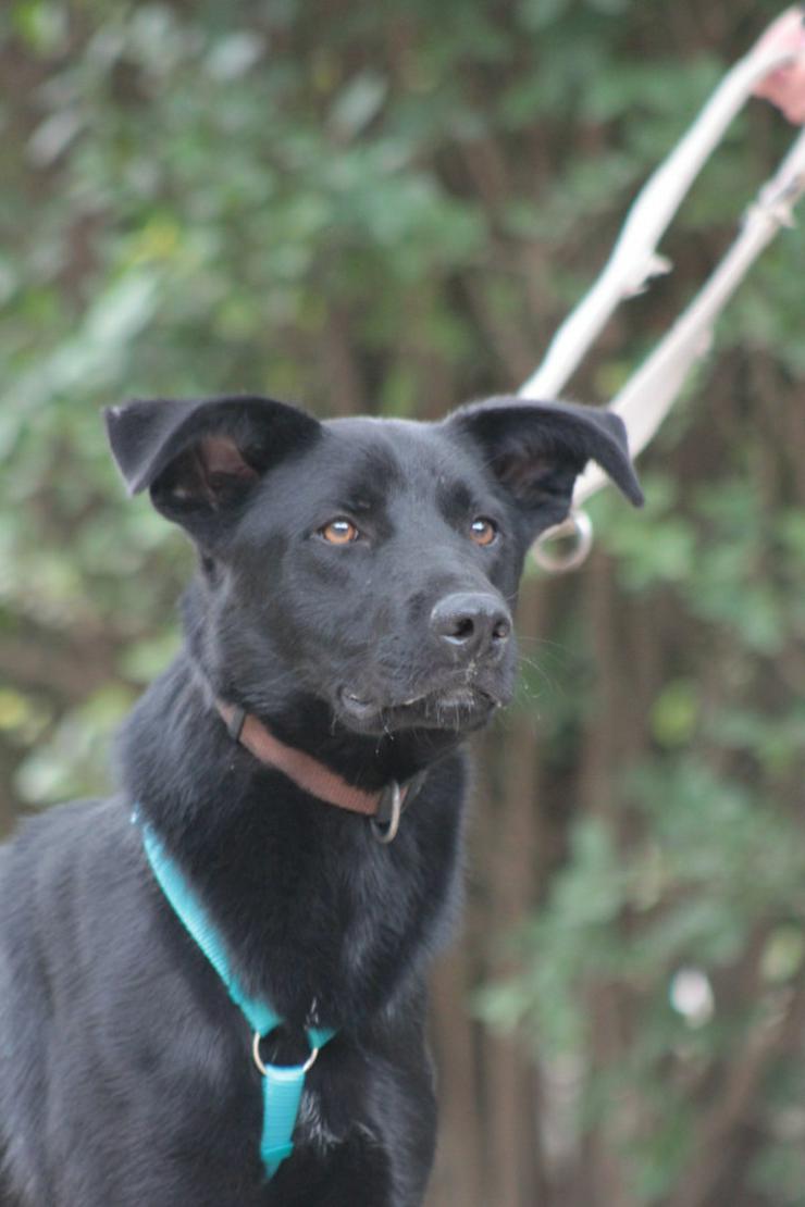 Bild 7: 	 Lindt, ein charmanter Labrador-Mix, ist auf der Suche nach einem liebevollen Zuhause.