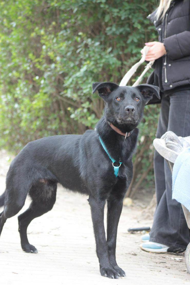 Bild 5: 	 Lindt, ein charmanter Labrador-Mix, ist auf der Suche nach einem liebevollen Zuhause.
