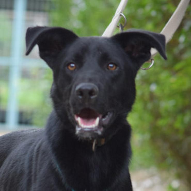 Bild 9: 	 Lindt, ein charmanter Labrador-Mix, ist auf der Suche nach einem liebevollen Zuhause.