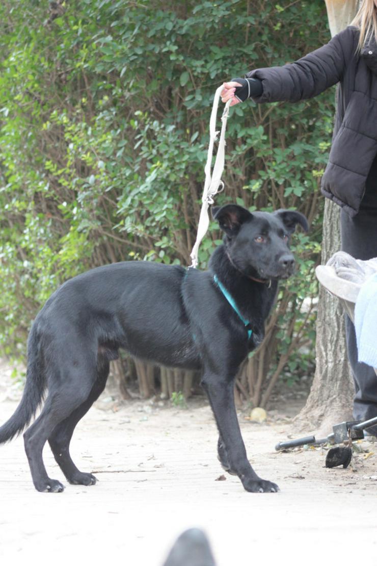 Bild 8: 	 Lindt, ein charmanter Labrador-Mix, ist auf der Suche nach einem liebevollen Zuhause.