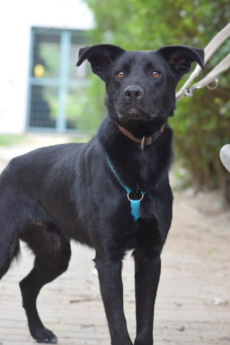 Bild 2: 	 Lindt, ein charmanter Labrador-Mix, ist auf der Suche nach einem liebevollen Zuhause.