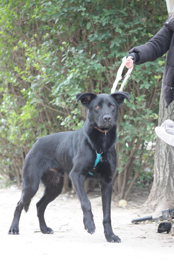 Bild 6: 	 Lindt, ein charmanter Labrador-Mix, ist auf der Suche nach einem liebevollen Zuhause.