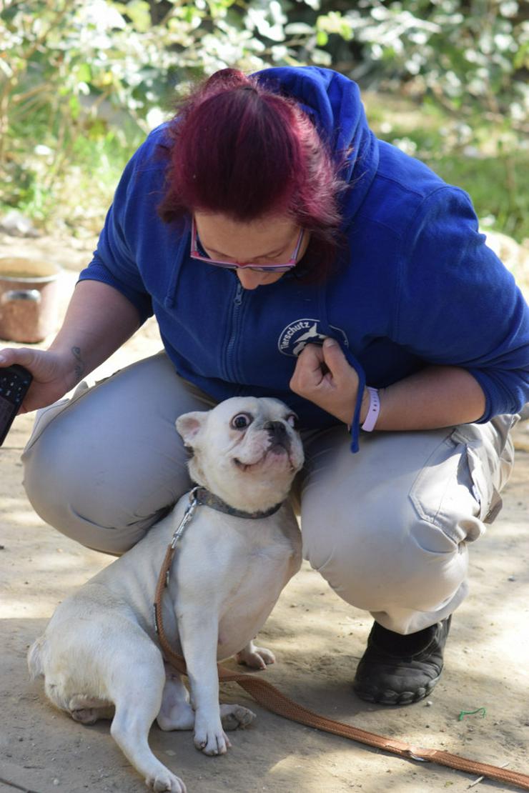 Bild 9: Bijou ist eine entzückende französische Bulldogge.