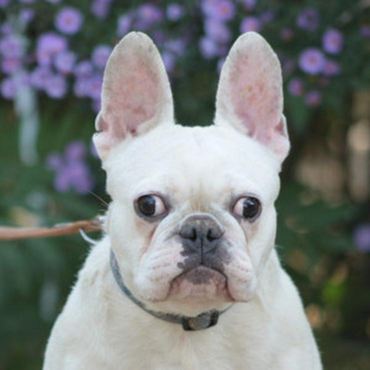 Bild 14: Bijou ist eine entzückende französische Bulldogge.
