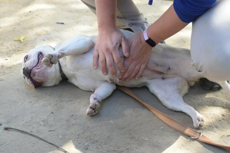 Bild 12: Bijou ist eine entzückende französische Bulldogge.