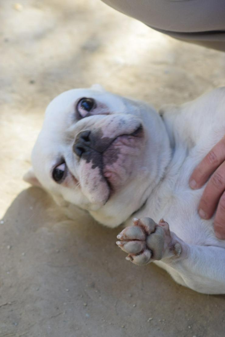 Bild 11: Bijou ist eine entzückende französische Bulldogge.