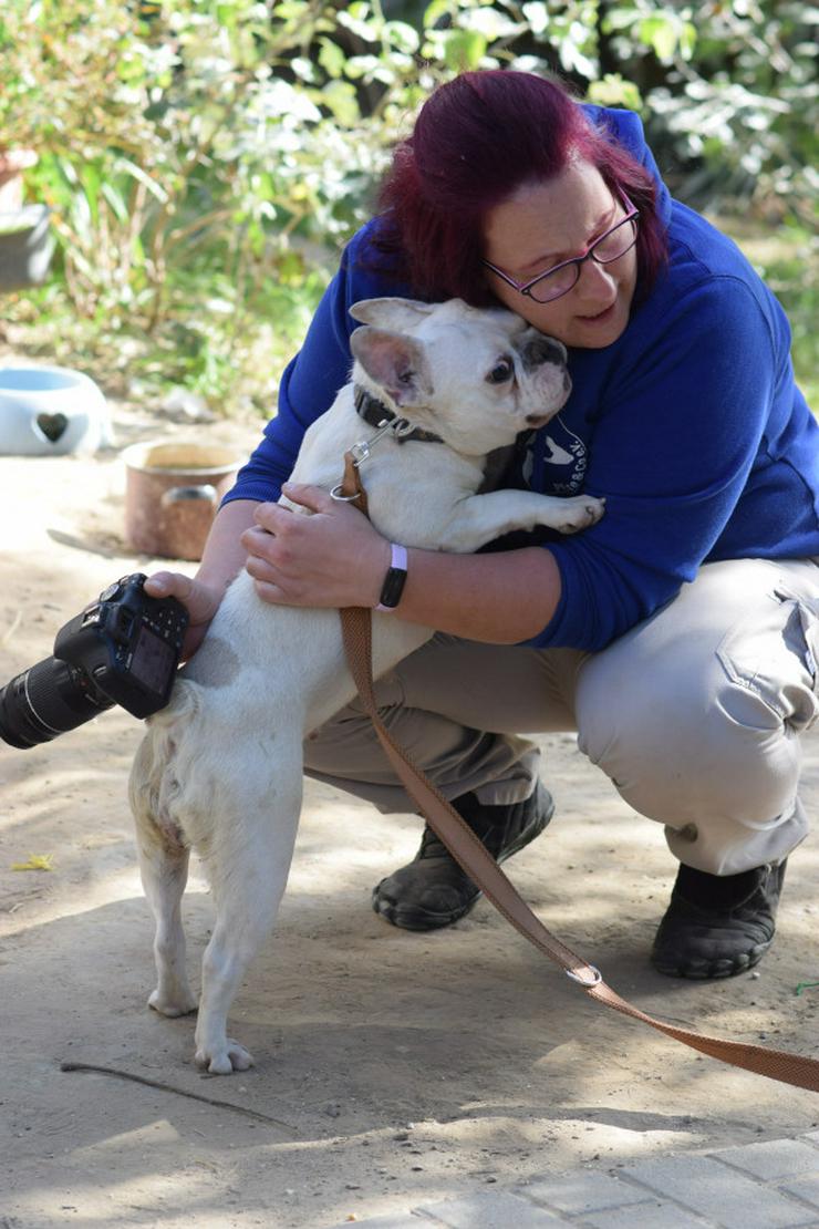 Bild 10: Bijou ist eine entzückende französische Bulldogge.