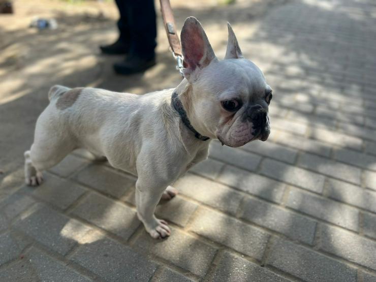 Bild 13: Bijou ist eine entzückende französische Bulldogge.