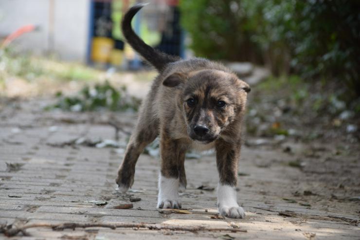Bild 9: Carsten ist ein typischer Welpe: verspielt, verschmust und freundlich.