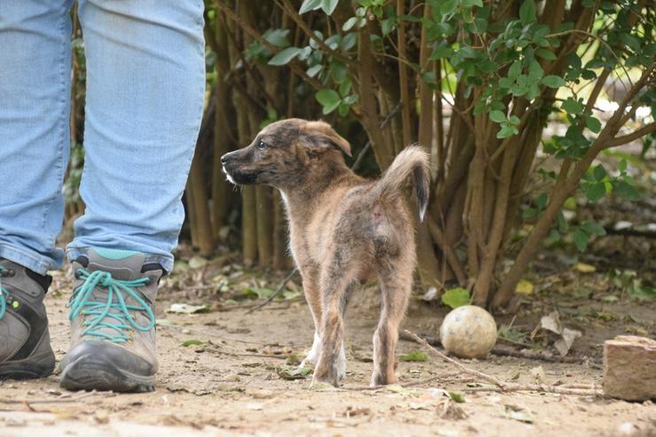 Bild 11: Carsten ist ein typischer Welpe: verspielt, verschmust und freundlich.