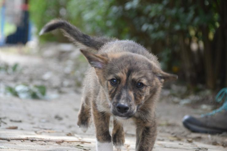 Bild 7: Carsten ist ein typischer Welpe: verspielt, verschmust und freundlich.