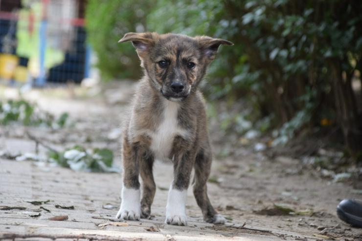 Carsten ist ein typischer Welpe: verspielt, verschmust und freundlich.