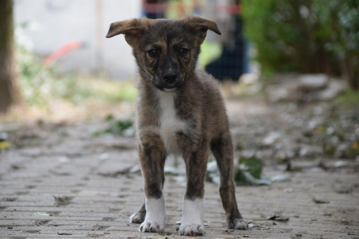 Bild 2: Carsten ist ein typischer Welpe: verspielt, verschmust und freundlich.