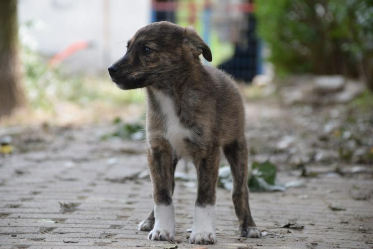 Bild 4: Carsten ist ein typischer Welpe: verspielt, verschmust und freundlich.