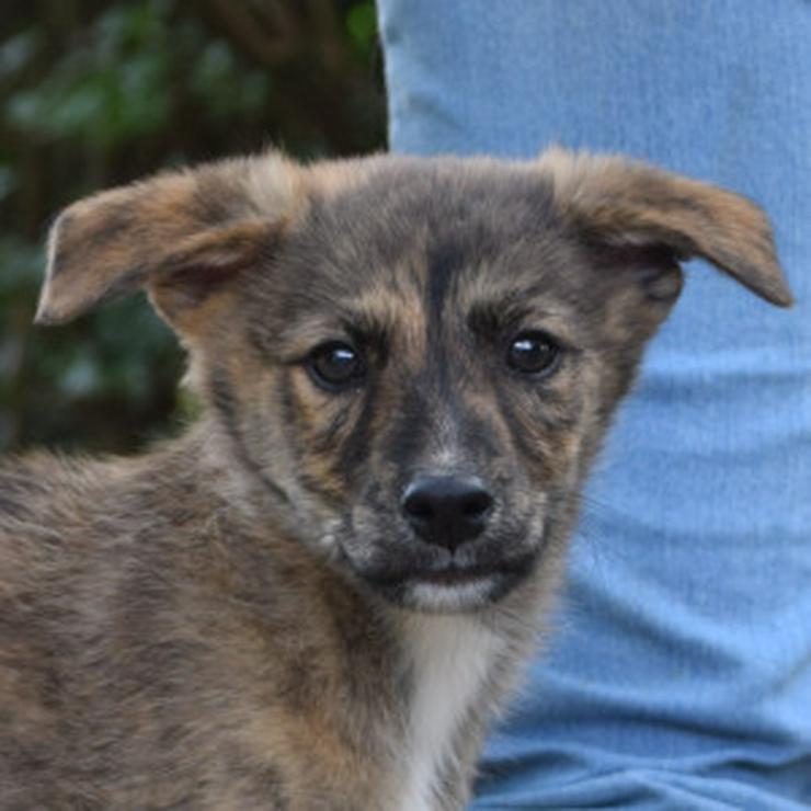 Bild 12: Carsten ist ein typischer Welpe: verspielt, verschmust und freundlich.