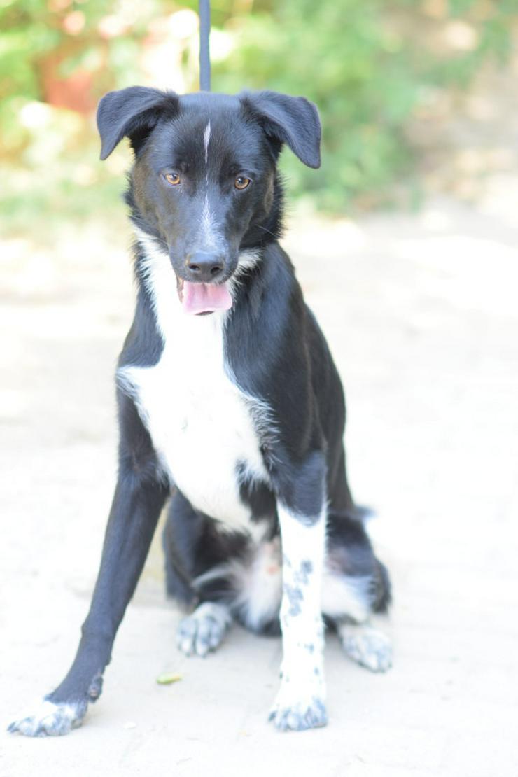 Bild 2: Cäsar ist ein junger Rüde, der ein neues Zuhause sucht.