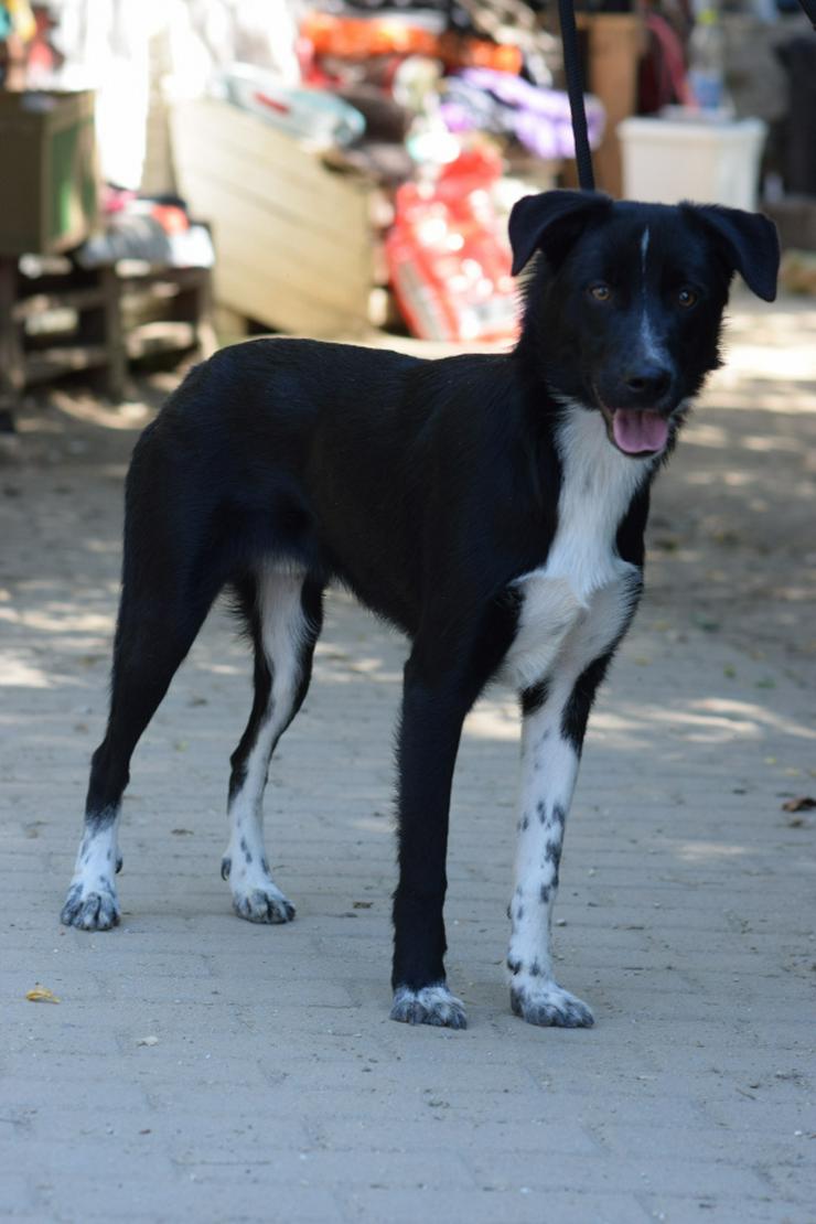 Bild 3: Cäsar ist ein junger Rüde, der ein neues Zuhause sucht.