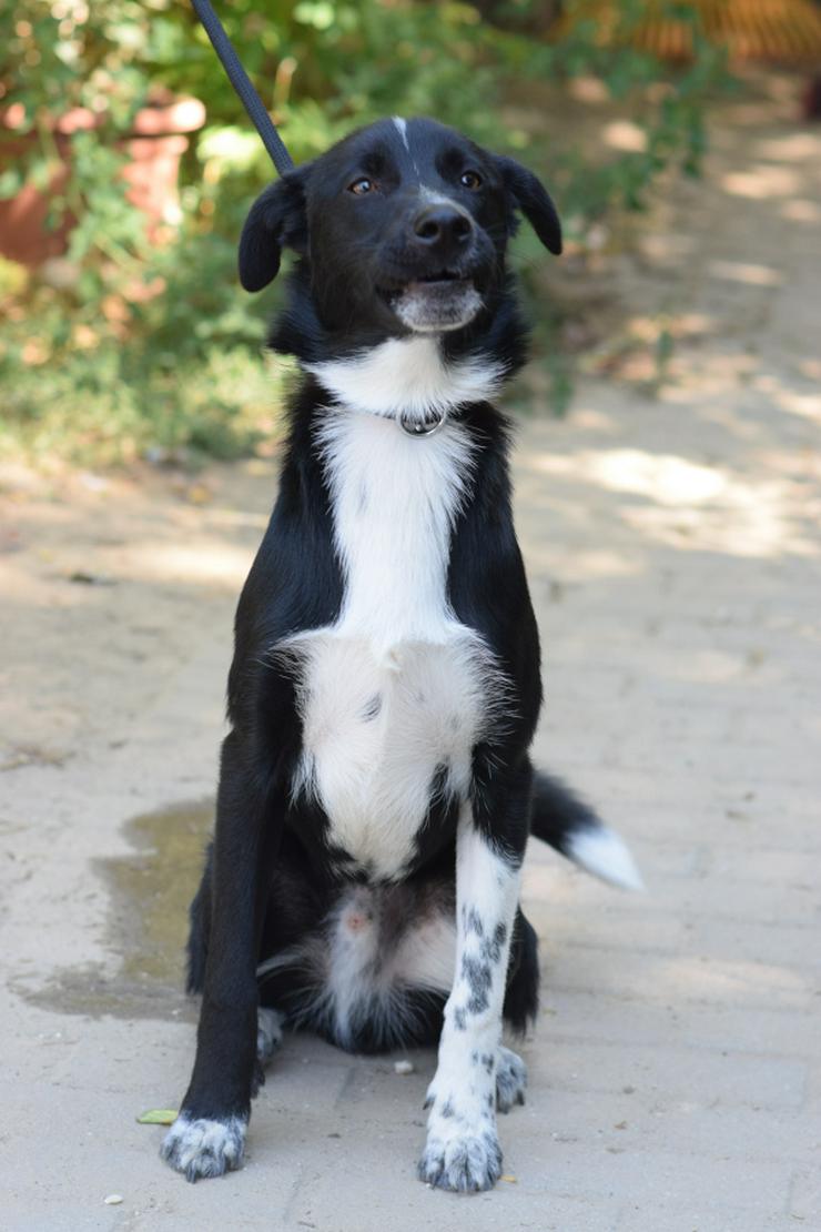 Bild 4: Cäsar ist ein junger Rüde, der ein neues Zuhause sucht.