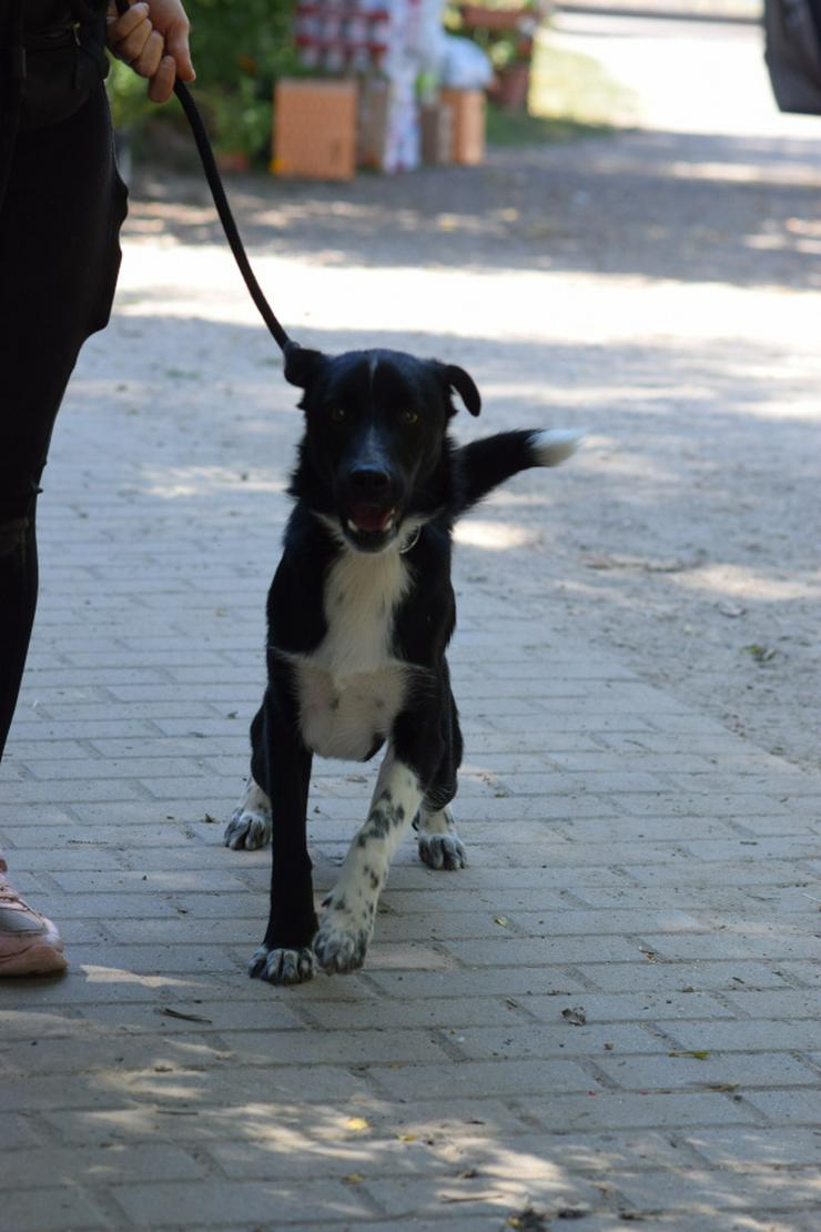 Bild 5: Cäsar ist ein junger Rüde, der ein neues Zuhause sucht.