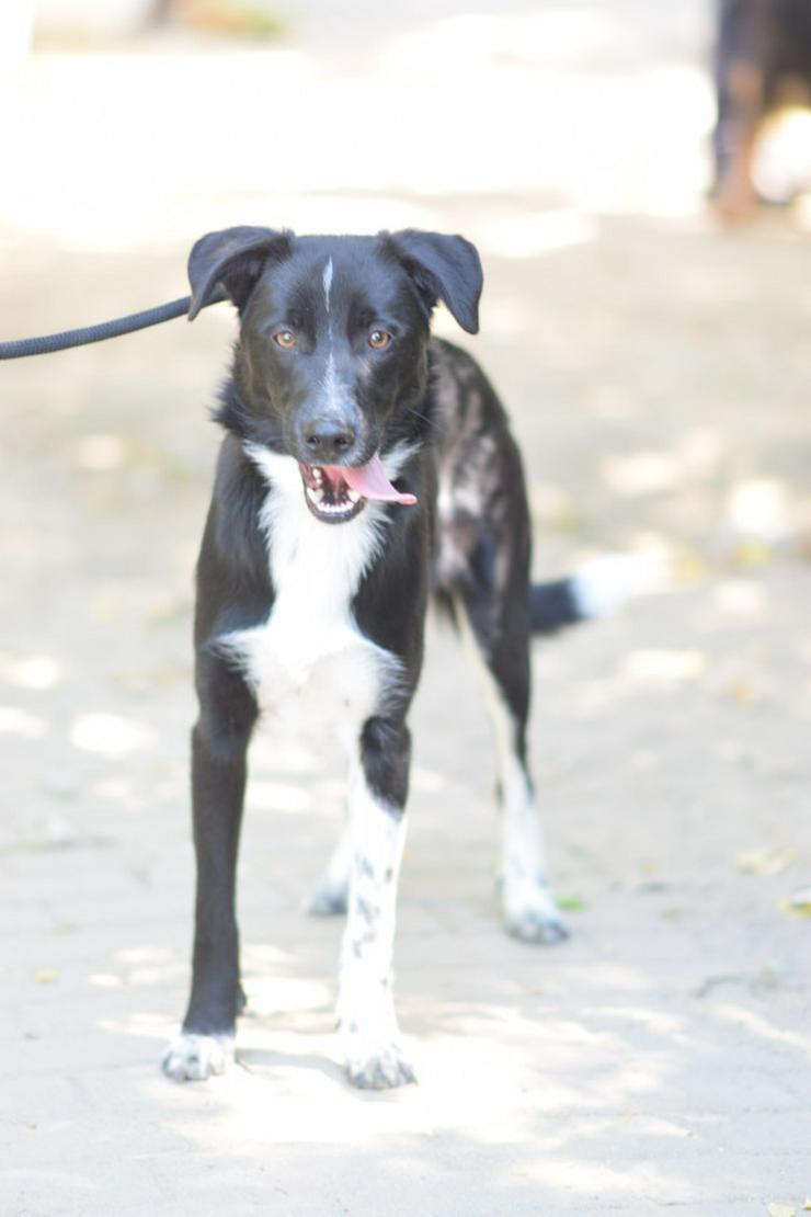 Cäsar ist ein junger Rüde, der ein neues Zuhause sucht.