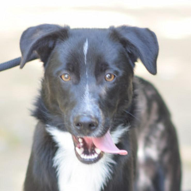 Bild 6: Cäsar ist ein junger Rüde, der ein neues Zuhause sucht.